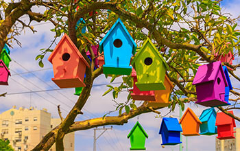 Bird feeders on tree