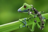 Robotic frog sitting on green grass